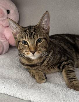 -Butch -  Tabby and Domestic Short Hair Cat for Adoption in Red Bluff, California - -Butch | PetCurious