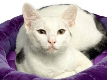 ROMEO -  Domestic Short Hair Cat for Adoption in Fort Lauderdale, Florida - ROMEO | PetCurious