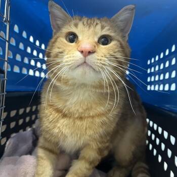 Domestic Short Hair Cats Available for Adoption - Sir Brisby | PetCurious