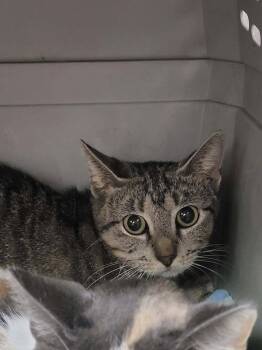 Main -  Domestic Short Hair Cat for Adoption in Republic, Missouri - Main | PetCurious