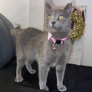 Domestic Short Hair Cats Available for Adoption - Jubilee | PetCurious