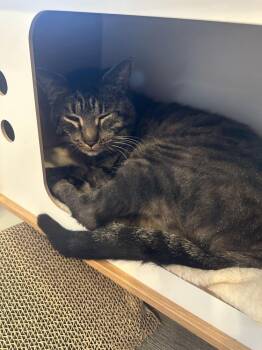 Big Bird -  Domestic Short Hair Cat for Adoption in Wheaton, Illinois - Big Bird | PetCurious