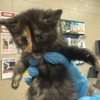 Blueberry -  Domestic Short Hair Cat for Adoption in Birmingham, Alabama - Blueberry | PetCurious