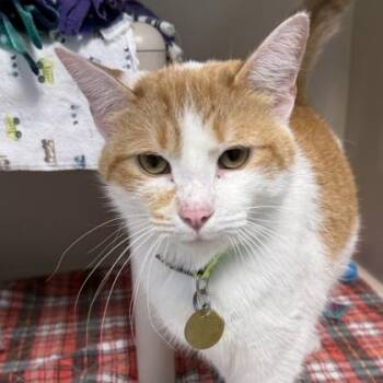 Stevie -  Domestic Short Hair Cat for Adoption in Lansing, Michigan - Stevie | PetCurious