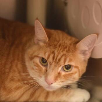 Dylan -  Domestic Short Hair Cat for Adoption in Belleville, Illinois - Dylan | PetCurious
