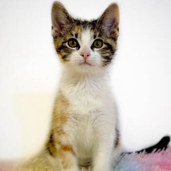 Serrano -  Domestic Short Hair Cat for Adoption in Watertown, Wisconsin - Serrano | PetCurious