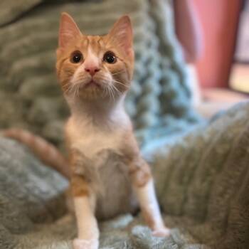 Little Pickle -  Domestic Short Hair Cat for Adoption in Inwood, West Virginia - Little Pickle | PetCurious