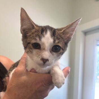 Yalex -  Domestic Short Hair Cat for Adoption in Jasper, Indiana - Yalex | PetCurious