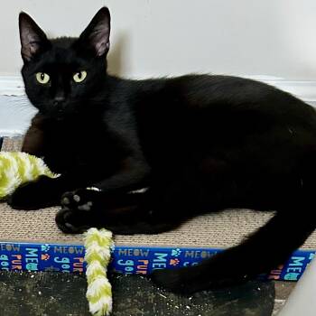 Teddy -  Domestic Short Hair Cat for Adoption in Johnson City, Tennessee - Teddy | PetCurious