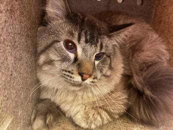 WALDO -  Siamese Cat for Adoption in Rancho Cucamonga, California - WALDO | PetCurious