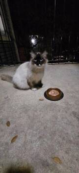 Ragdoll Cats Available for Adoption in New Braunfels, Texas - Vanessa | PetCurious