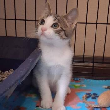 Tow Mater -  Domestic Short Hair Cat for Adoption in Parkersburg, West Virginia - Tow Mater | PetCurious
