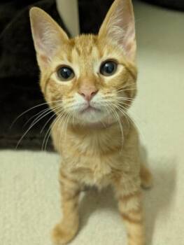 Trixie (fka Woody) -  Tabby and Domestic Short Hair Cat for Adoption in Richardson, Texas - Trixie (fka Woody) | PetCurious