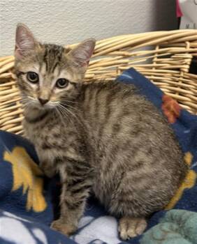 Domestic Short Hair Cats Available for Adoption in Rosenberg, Texas - VELMA | PetCurious