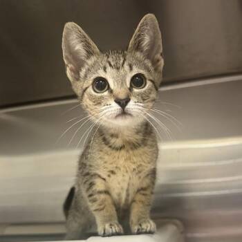 Lost Highway -  Domestic Short Hair Cat for Adoption in Walnut Creek, California - Lost Highway | PetCurious