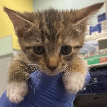 Cinderella -  Domestic Short Hair Cat for Adoption in Greensboro, North Carolina - Cinderella | PetCurious