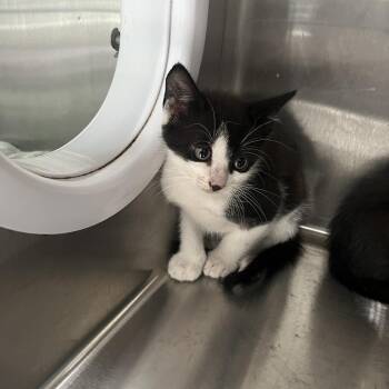 Gomez -  Domestic Short Hair Cat for Adoption in Richmond Hill, Georgia - Gomez | PetCurious