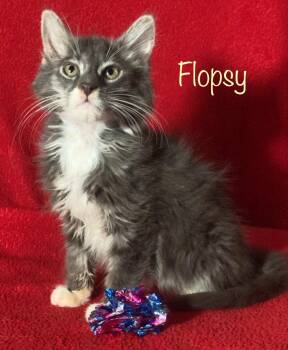 Rescue Domestic Long Hair Cats for Adoption in Dixon, California - Flopsy | PetCurious