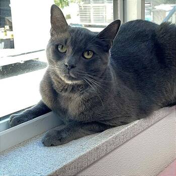 Rescue Domestic Short Hair Cats for Adoption in St. Helena, California - Finnegan | PetCurious