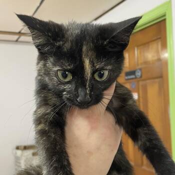 Bestie -  Domestic Short Hair Cat for Adoption in Corbin, Kentucky - Bestie | PetCurious