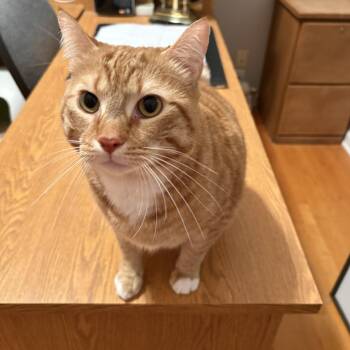 Domestic Short Hair Cats Available for Adoption in Beaufort, South Carolina - Simba | PetCurious