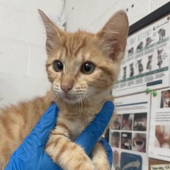 Candy Corn -  Domestic Short Hair Cat Available for Adoption in Edinburg, Texas - Candy Corn | PetCurious