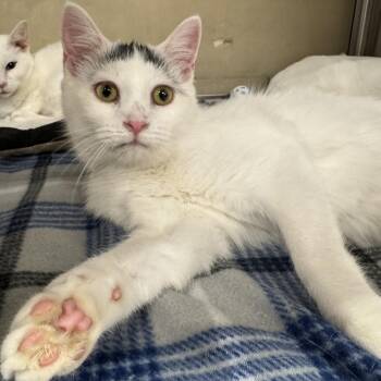 Rescue Domestic Short Hair Cats for Adoption in Gerrardstown, West Virginia - Stowaway | PetCurious