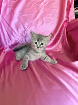 MAKO -  Domestic Short Hair Cat for Adoption in Rowland Heights, California - MAKO | PetCurious