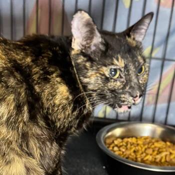 Nala -  Domestic Short Hair Cat Available for Adoption in Saginaw, Michigan - Nala | PetCurious