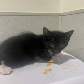 Malachi -  Domestic Short Hair Cat for Adoption in Tampa, Florida - Malachi | PetCurious