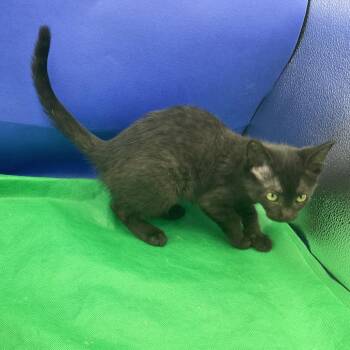 Ruby Rhodes -  Domestic Medium Hair Cat for Adoption in Gonzales, Louisiana - Ruby Rhodes | PetCurious