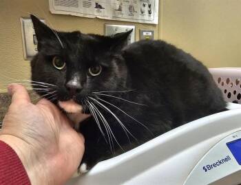 Domestic Short Hair Cats Available for Adoption - BEAN | PetCurious