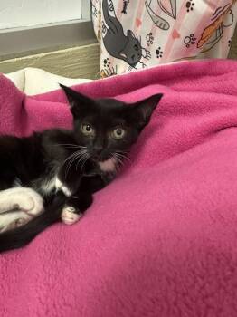 Lady M -  Domestic Short Hair Cat for Adoption in Parlier, California - Lady M | PetCurious
