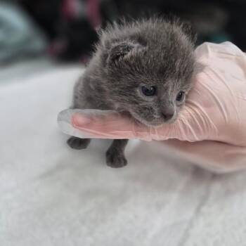 Lady Grey -  Domestic Short Hair Cat for Adoption in Bismarck, North Dakota - Lady Grey | PetCurious