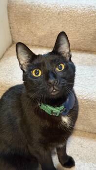 Tuxedo and Bombay Cats Available for Adoption - Lapsang Souchong | PetCurious