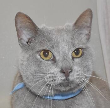 Domestic Short Hair Cats Available for Adoption in Springfield, Ohio - Teddy Bear | PetCurious