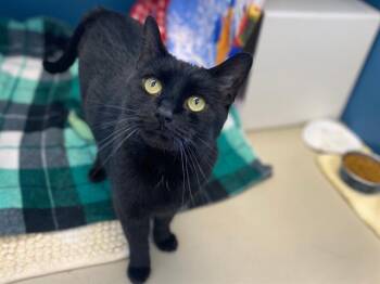 Domestic Short Hair Cats Available for Adoption in Fort Wayne, Indiana - CLEO | PetCurious