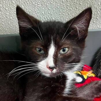 Mushroom -  Domestic Short Hair Cat for Adoption in New Philadelphia, Ohio - Mushroom | PetCurious