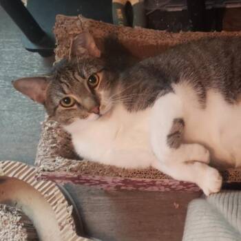 Dawson -  Domestic Short Hair Cat for Adoption in Lemoyne, Pennsylvania - Dawson | PetCurious