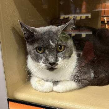 Princesa -  American Shorthair Cat for Adoption in Oceanside, New York - Princesa | PetCurious