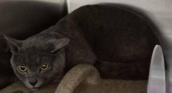 Nf-27d -  Domestic Short Hair Cat for Adoption in Lawrenceville, Georgia - Nf-27d | PetCurious