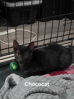 Chococat -  Domestic Short Hair Cat for Adoption in Chicopee, Massachusetts - Chococat | PetCurious