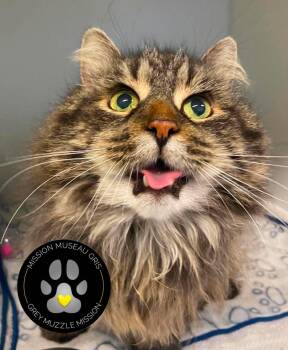 Gus gus -  Domestic Long Hair Cat for Adoption in Delson, Quebec - Gus Gus | PetCurious