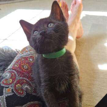 Thunder -  Domestic Short Hair Cat for Adoption in Fairfax, Virginia - Thunder | PetCurious