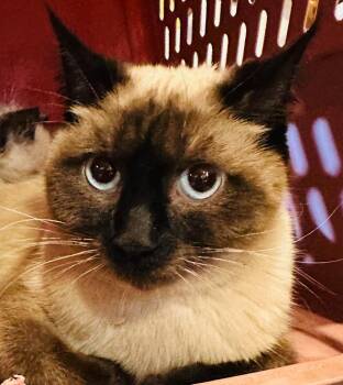 Siamese Cats Available for Adoption in Cloquet, Minnesota - Mama Peony | PetCurious