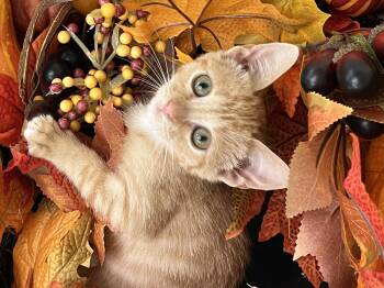 Rescue Domestic Short Hair Cats for Adoption in Reno, Nevada - EMMA | PetCurious