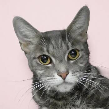 TINA -  Tabby and Domestic Short Hair Cat for Adoption in Pasadena, California - TINA | PetCurious