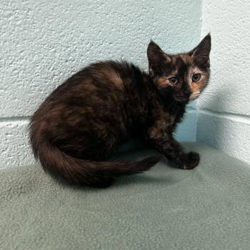 Edie -  Domestic Short Hair and Mixed Breed Cat for Adoption in Spruce Pine, North Carolina - Edie | PetCurious