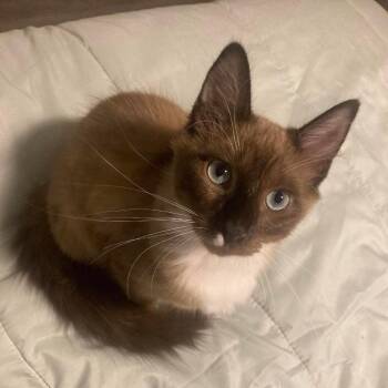 Siamese and Domestic Medium Hair Cats Available for Adoption in Houston, Texas - Dexter Mason | PetCurious