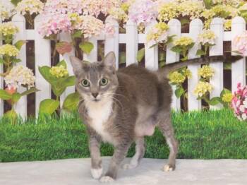 Domestic Short Hair Cats Available for Adoption in Oroville, California - GRACIE MAE | PetCurious